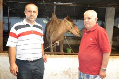 Deve G�re�lerine D�zenleme
