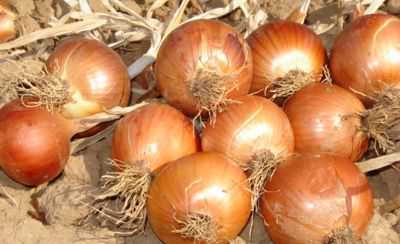 Do�u Marmara'n�n Zam ޞampiyonu Kuru So�an