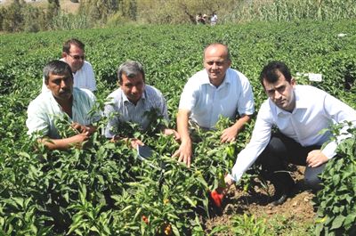 Islah Edilen Karaisal� Biberinin Verimi 2 Kat Artt�