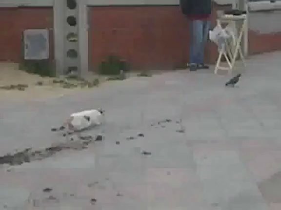 Kedinin y�k�ld��� an